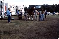 1980 Budweiser horses F'ville 02.jpg